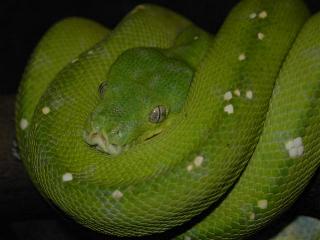 Morelia viridis Aru, Zuchtmnnchen.