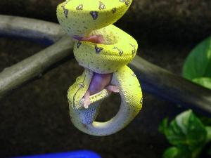 Morelia viridis, Aru, 16 Wochen.  
