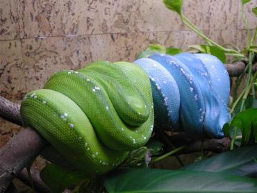 Morelia viridis, Aru, zwei Weibchen.