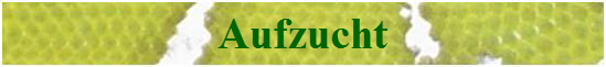 Aufzucht
