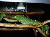 Ovulation