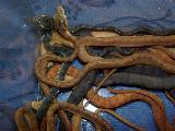 Corallus hortulanus am Tag der Geburt 10/2005