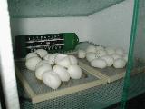 Gelege2004