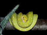 HaraldQ NZ, 2 Jahre alt