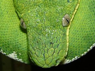 Corallus caninus, Kopfstudie Brasilien.