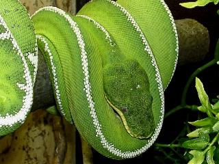 Corallus caninus,  Brasilien gestreift