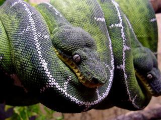 Corallus caninus, Guyana