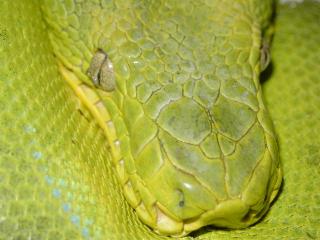 Corallus caninus,  Kopfstudie Guyana