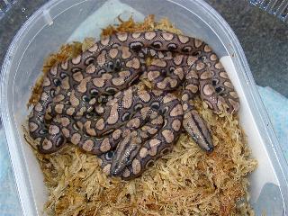 Epicrates cenchria cenchria, Jungendfrbung