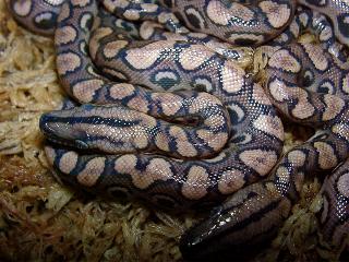 Epicrates cenchria cenchria, Jungendfrbung