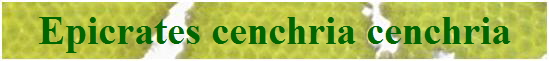 Epicrates cenchria cenchria