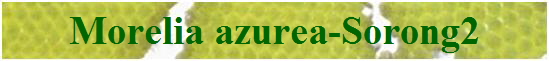 Morelia azurea-Sorong2