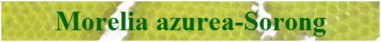 Morelia azurea-Sorong