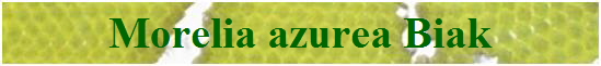 Morelia azurea Biak
