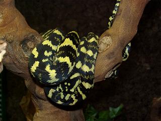 Morelia spilota cheynei