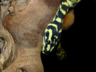 Morelia spilota cheynei