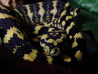 Morelia spilota cheynei