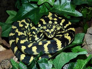 Morelia spilota cheynei
