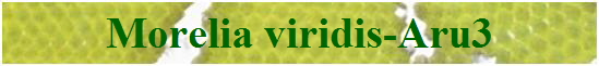 Morelia viridis-Aru3