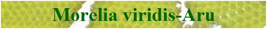 Morelia viridis-Aru