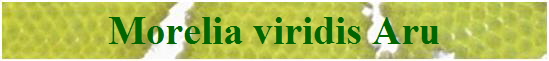 Morelia viridis Aru