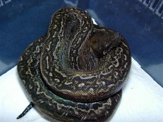 Leopardboa