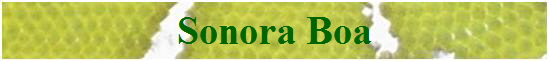 Sonora Boa
