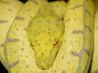 Morelia viridis, Sorong, Jungtiere.