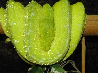 Morelia viridis, Sorong, Zuchtweibchen.