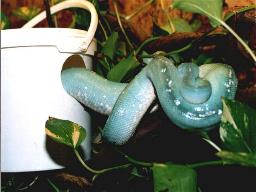 Morelia viridis, Weibchen, zum Vergrern anklicken