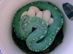 Morelia viridis,  Eiablage, zum Vergrern anklicken