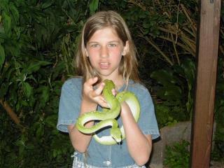 Morelia viridis, zum vergrern anklicken