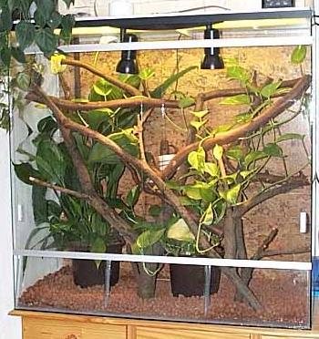 Morelia viridis, Terrarium.
